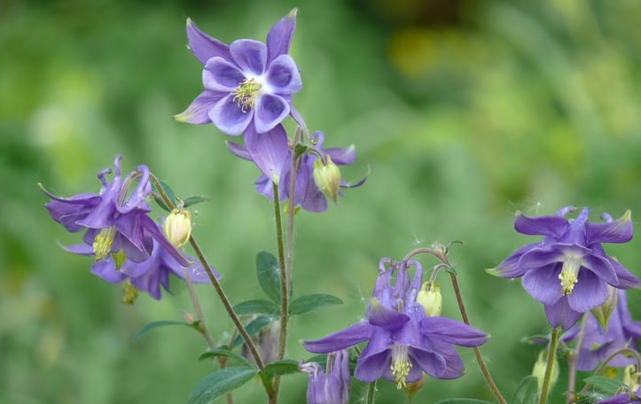 Columbine