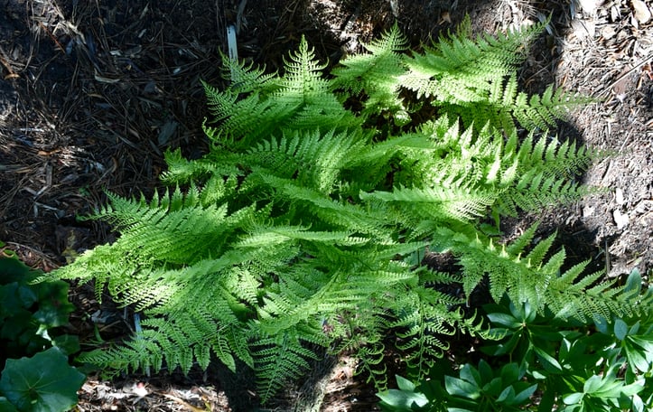 Upside Down Fern