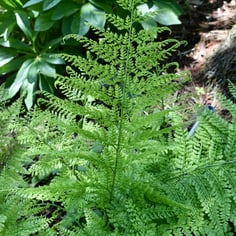 Upside Down Fern 3