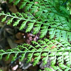 Upside Down Fern 4