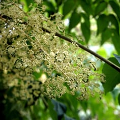 Angelica Tree 3