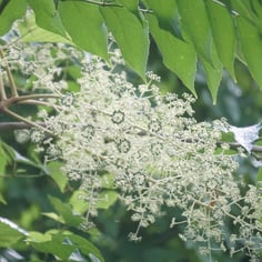 Angelica Tree 4