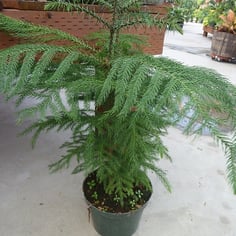 Australian Pine 2