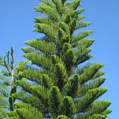 Australian Pine 3