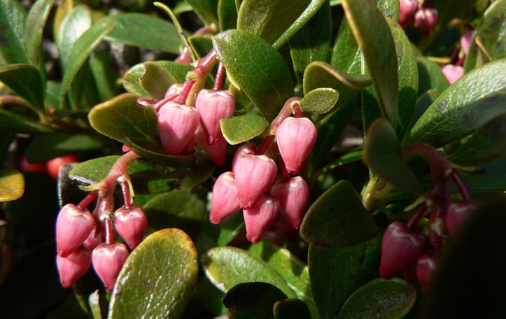 Bearberry