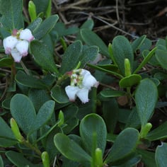 Bearberry 2