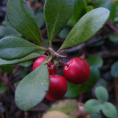 Bearberry 3
