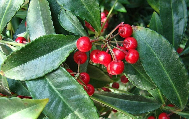 Australian Holly