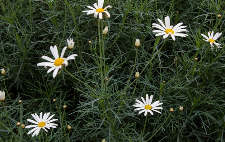 Canary Island Marguerite