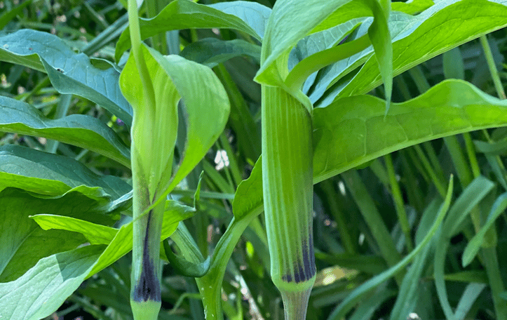 Dancing Crane Cobra Lily