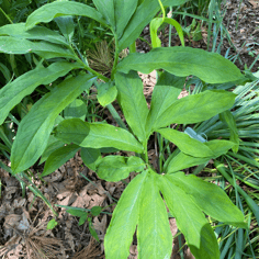 Dancing Crane Cobra Lily 2