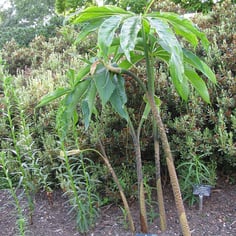 Dancing Crane Cobra Lily 3