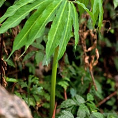 Dancing Crane Cobra Lily 4