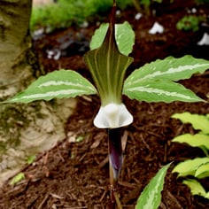 Japanese cobra lily 2