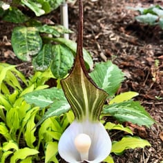 Japanese cobra lily 3
