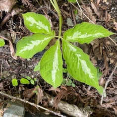 Japanese cobra lily 4