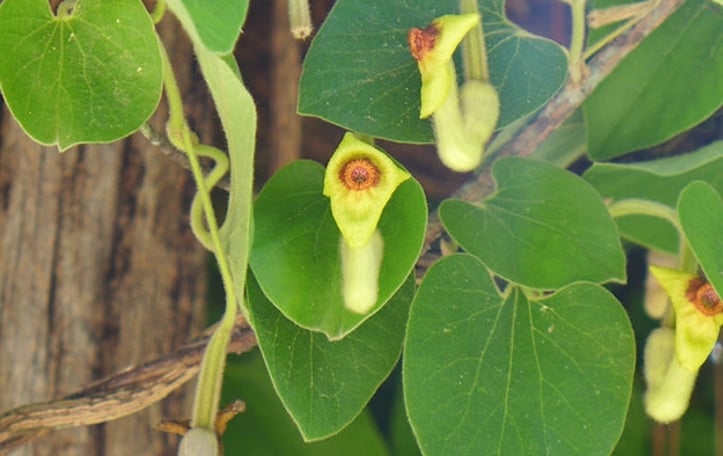 Common Dutchman's Pipe