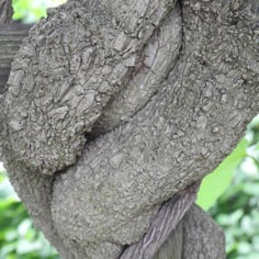 Common Dutchman's Pipe 2