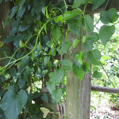 Common Dutchman's Pipe 4