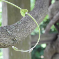 Common Dutchman's Pipe 3