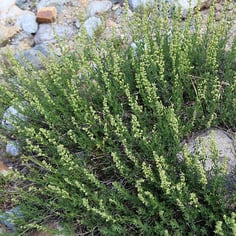Western Mugwort 4