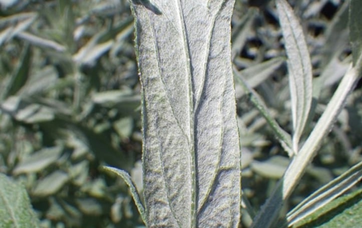Western Mugwort