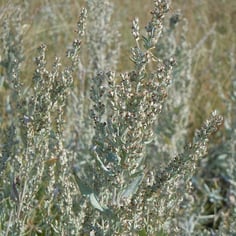 Western Mugwort 2