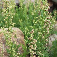 Western Mugwort 3