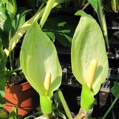 Arum Lilies 4