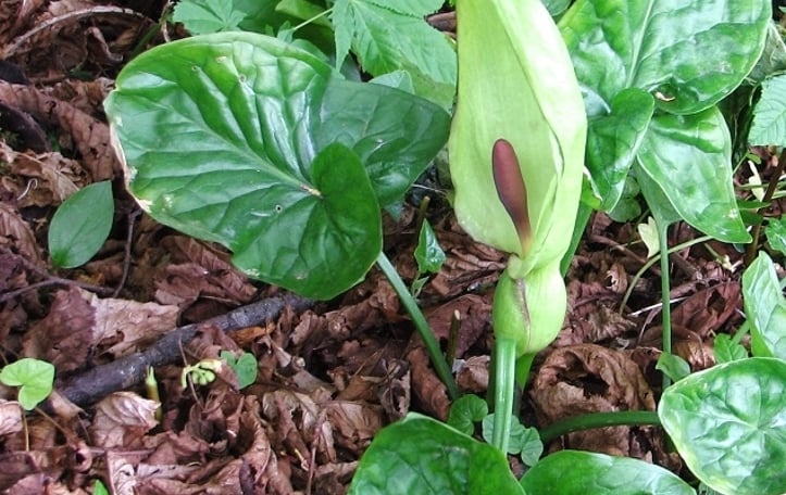 Arum Lilies