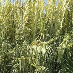 Arundo donax 'Peppermint Stick' 3
