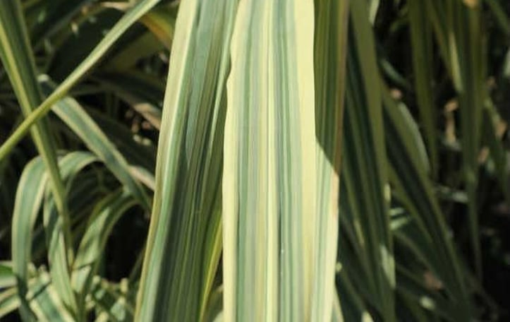 Arundo donax 'Peppermint Stick'