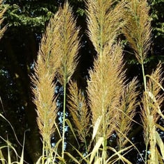 Arundo donax 'Peppermint Stick' 4