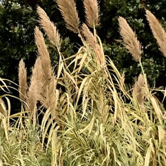 Arundo donax 'Peppermint Stick' 2