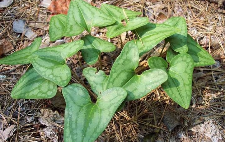 Arrowhead Wild Ginger