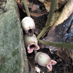 Arrowhead Wild Ginger 2