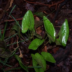 Arrowhead Wild Ginger 4