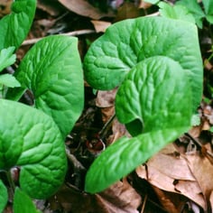 Canadian Wild Ginger 2