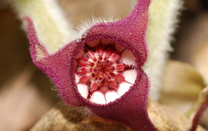 Canadian Wild Ginger