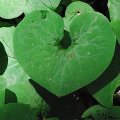 Canadian Wild Ginger 3