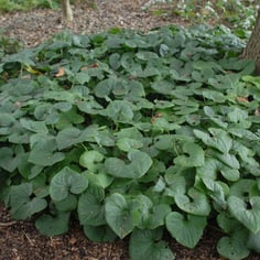 Canadian Wild Ginger 4