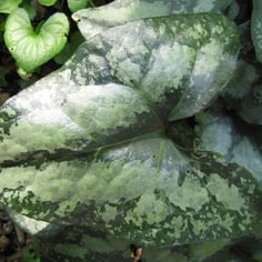 Chinese Wild Ginger 2