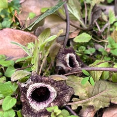 Chinese Wild Ginger 3