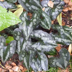 Chinese Wild Ginger 4