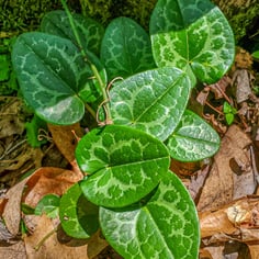 Heart-Leaf Ginger 2