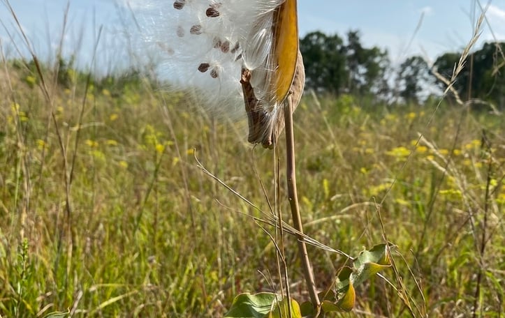 Blunt-leaved Milkweed