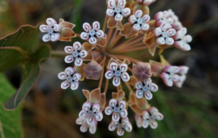Fleshy Milkweed