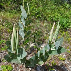 Fleshy Milkweed 4