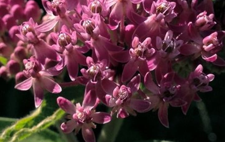 Eastern Swamp Milkweed