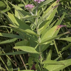Eastern Swamp Milkweed 2